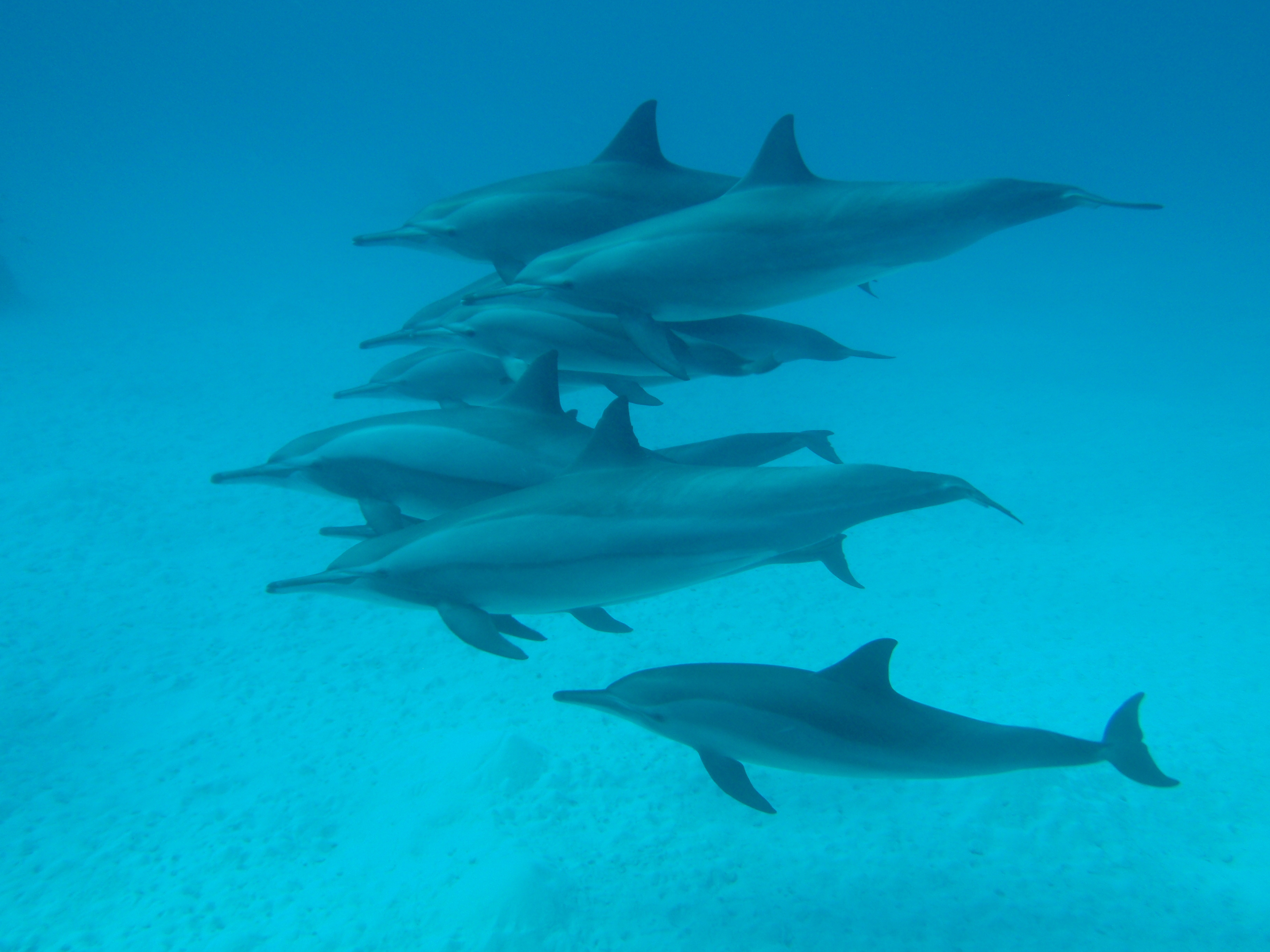 The Diving Reflex Breatheology