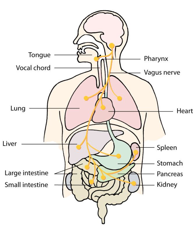 Master Your Nervous System - Breatheology