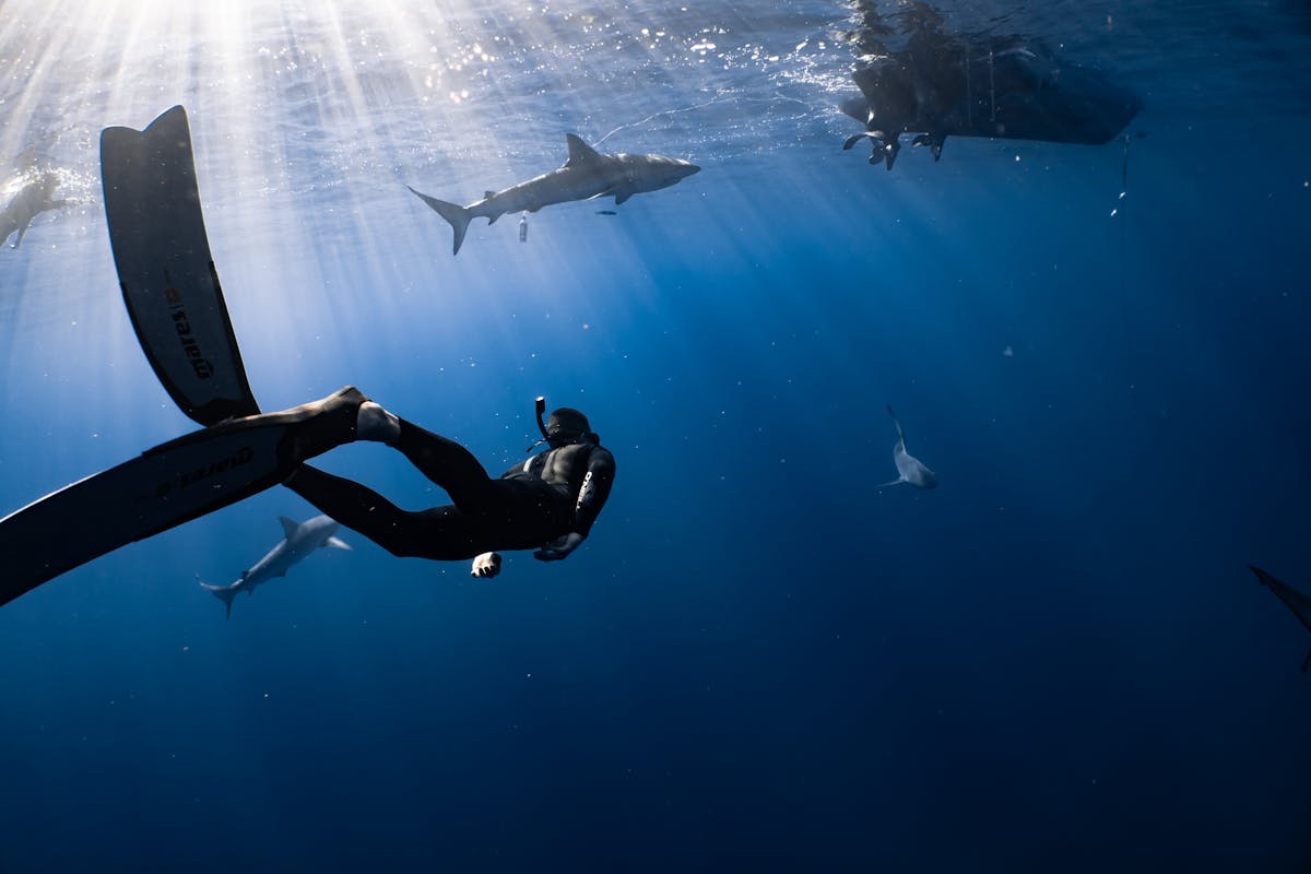 freediver in wetsuit snorkeling mask and flippers swimming in dark blue seawater near fish