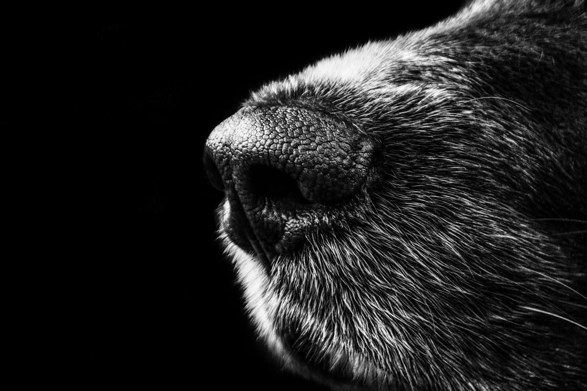 Why It's Better to Breathe Through the Nose
